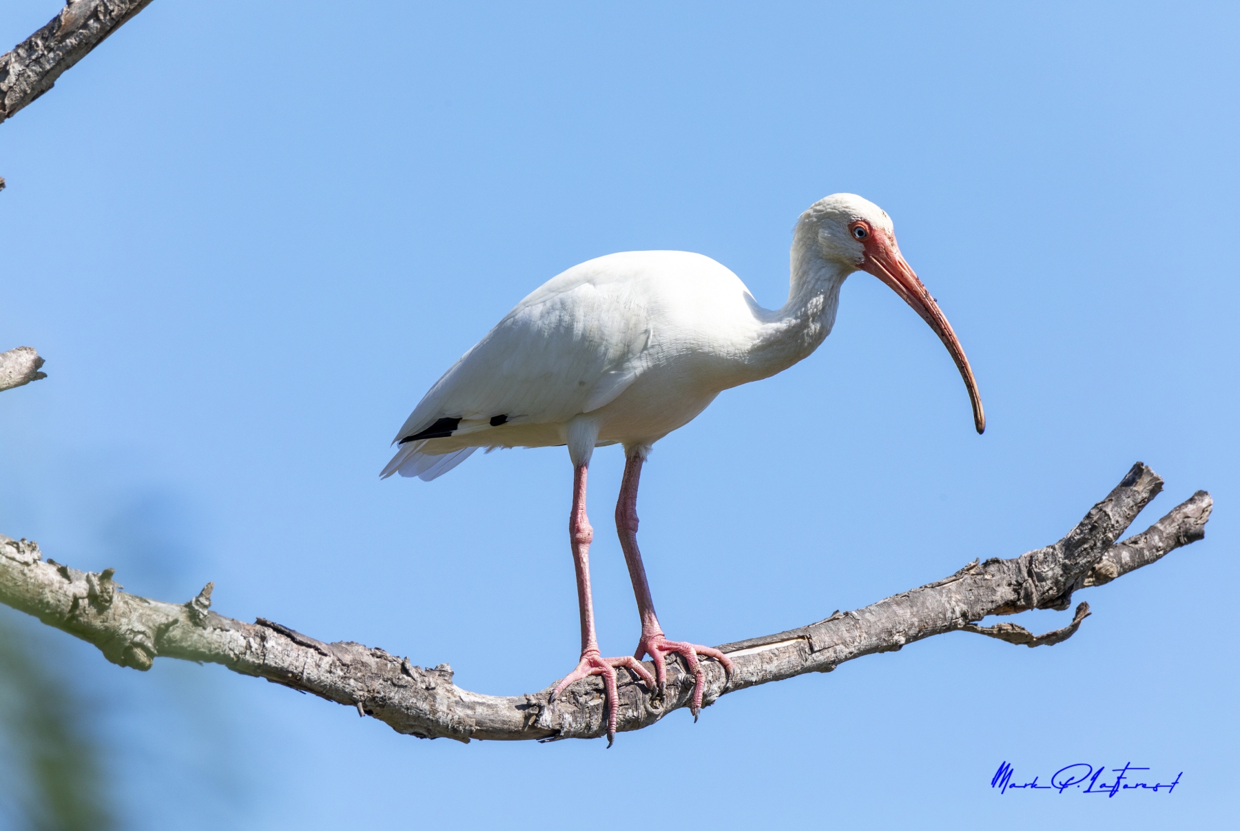 American White Ibis, Port Aransas, Texas